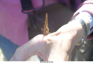 216 a0e. Iguazu Falls - Devil's Throat - butterfly