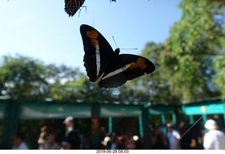 223 a0e. Iguazu Falls - Devil's Throat - butterfly