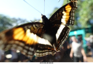 225 a0e. Iguazu Falls - Devil's Throat - butterfly