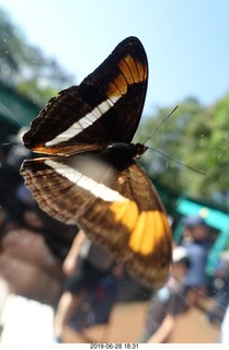 226 a0e. Iguazu Falls - Devil's Throat - butterfly