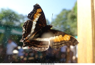 228 a0e. Iguazu Falls - Devil's Throat - butterfly