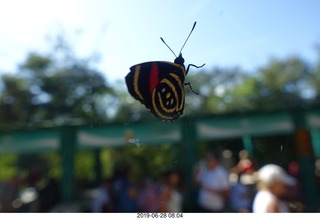 230 a0e. Iguazu Falls - Devil's Throat - butterfly