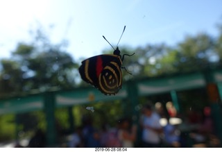 231 a0e. Iguazu Falls - Devil's Throat - butterfly