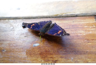 247 a0e. Iguazu Falls - Devil's Throat - butterfly