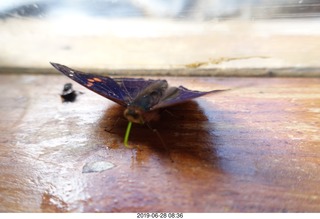 248 a0e. Iguazu Falls - Devil's Throat - butterfly