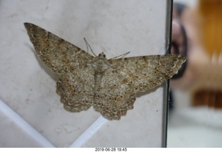 3 a0e. moth