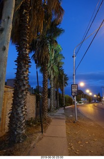 Argentina - San Juan walk - palm trees