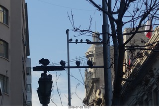 Chile - Santiago tour - pigeons