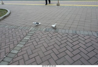Peru - Lima run - white pigeons