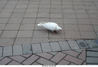 90 a0f. Peru - Lima run - white pigeon