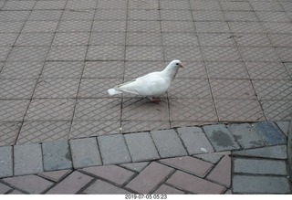 Peru - Lima run - white pigeon