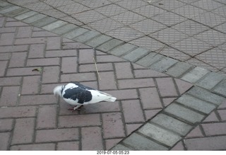 92 a0f. Peru - Lima run - black and white pigeon