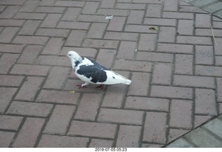 Peru - Lima run - black and white pigeon
