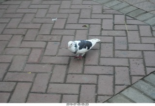 Peru - Lima run - black and white pigeon