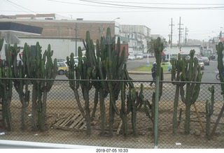352 a0f. Peru - Lima - cactus