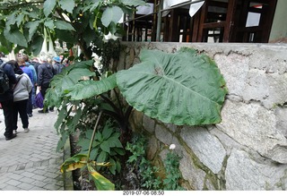 257 a0f. Peru - walk to bus - giant prehistoric leaves
