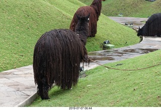 39 a0f. Peru - Aranwa Sacred Valley hotel - dreadlock animals