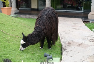 43 a0f. Peru - Aranwa Sacred Valley hotel - dreadlock animal