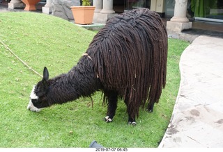 44 a0f. Peru - Aranwa Sacred Valley hotel - dreadlock animal