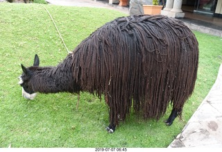 45 a0f. Peru - Aranwa Sacred Valley hotel - dreadlock animal