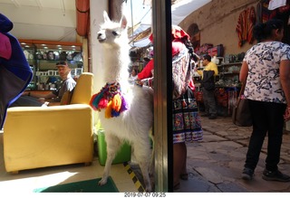 107 a0f. Peru - drive to cusco - market - llama