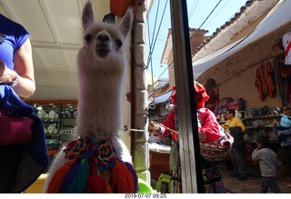 108 a0f. Peru - drive to cusco - market - llama