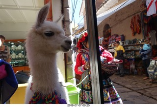 110 a0f. Peru - drive to cusco - market - llama