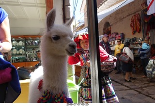 111 a0f. Peru - drive to cusco - market - llama