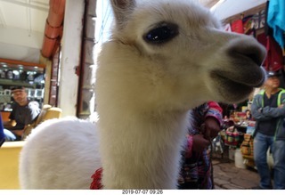 112 a0f. Peru - drive to cusco - market - llama up close