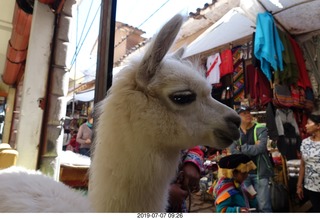 113 a0f. Peru - drive to cusco - market - llama