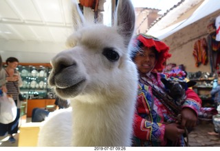 115 a0f. Peru - drive to cusco - market - llama