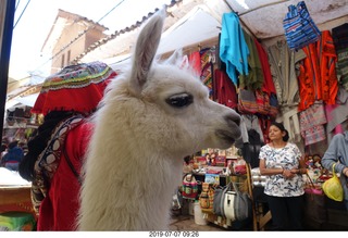 117 a0f. Peru - drive to cusco - market - llama