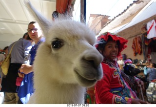 Peru - drive to cusco - market - llama up close