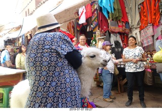 126 a0f. Peru - drive to cusco - market - llama