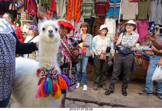 128 a0f. Peru - drive to cusco - market - llama