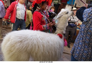 132 a0f. Peru - drive to cusco - market - llama