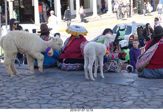 369 a0f. Peru - Cusco square - llamas