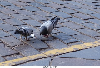 Peru - Cusco - drive to hotel - pigeons