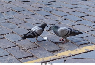 472 a0f. Peru - Cusco - drive to hotel - pigeons