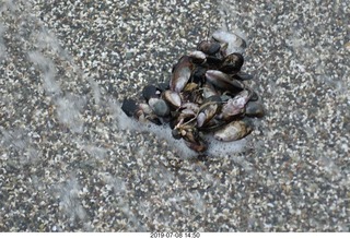 209 a0f. Peru - Lima - walk around - mussel shells