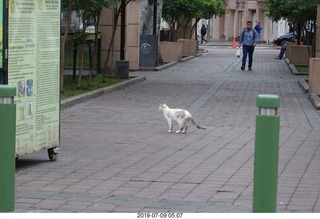 Peru - Lima - morning run  - another cat