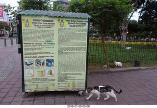Peru - Lima - morning run  - cat care sign + cat