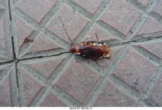 Peru - Lima - morning run - squashed cockroach on the sidewalk