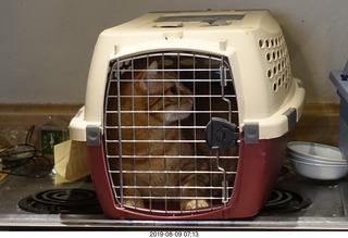 659 a0g. cats going to the vet - Max