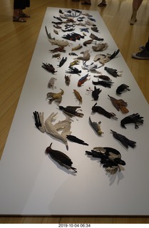 Mesa museum birds