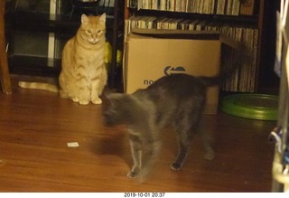 662 a0j. my cats Max and Devin