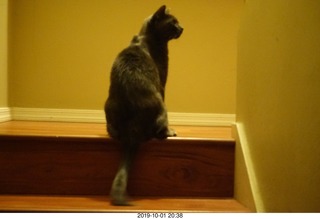 airline flights from Rio de Janeiro to Iguazu - cool actors in costumes