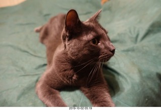 cats at the vet - Devin and Jane