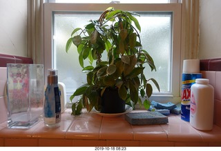 668 a0j. Betsy's plant