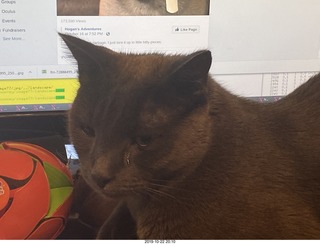 cats at the vet - Devin and Jane